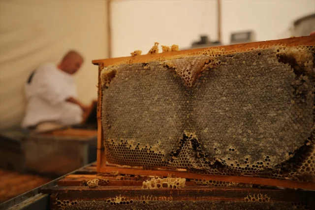 Arıcılığın Yeni Nesil Sırrı: Bodrumlu Aile Ata Mesleğini Baş...