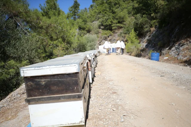 Arıcılığın Yeni Nesil Sırrı: Bodrumlu Aile Ata Mesleğini Başarıyla Sürdürüyor