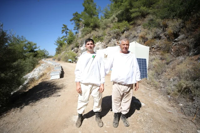 Arıcılığın Yeni Nesil Sırrı: Bodrumlu Aile Ata Mesleğini Başarıyla Sürdürüyor