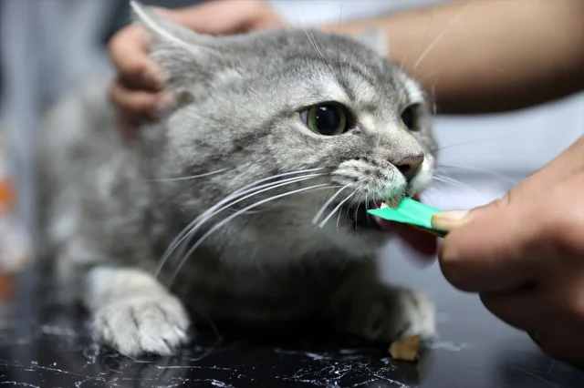 Sokak Kedisi Mucizevi Şekilde Kurtarıldı: Gizemli Yolculuk