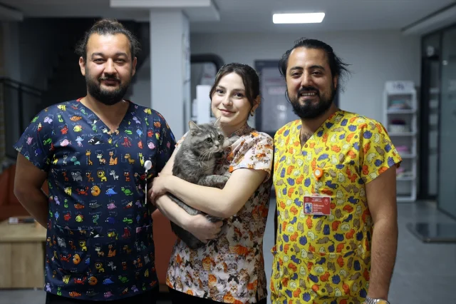 Sokak Kedisi Mucizevi Şekilde Kurtarıldı: Gizemli Yolculuk