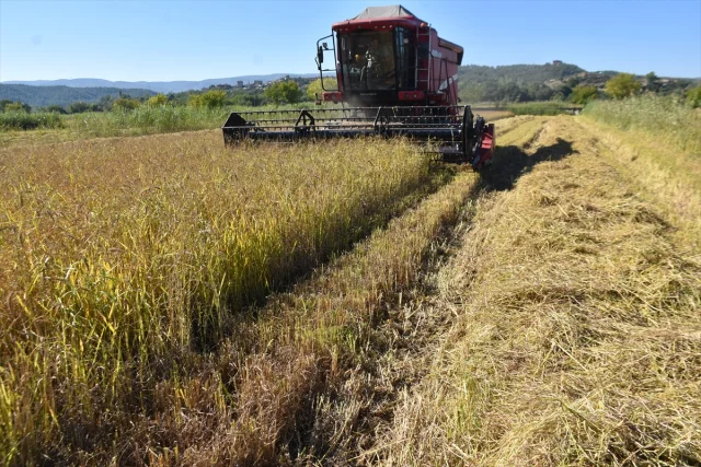 Sinop'u Sallayan Çeltik Hasadı Başladı