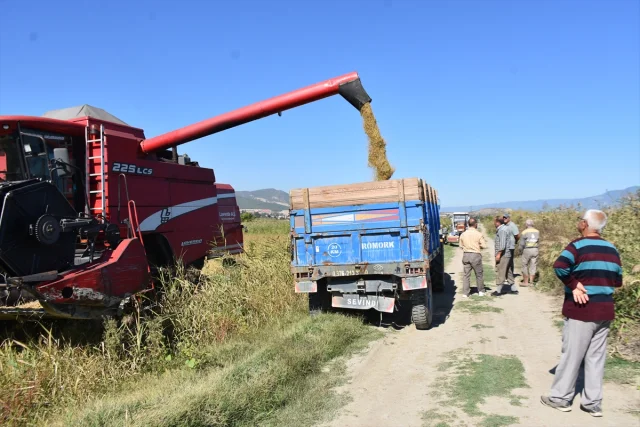 Sinop'u Sallayan Çeltik Hasadı Başladı