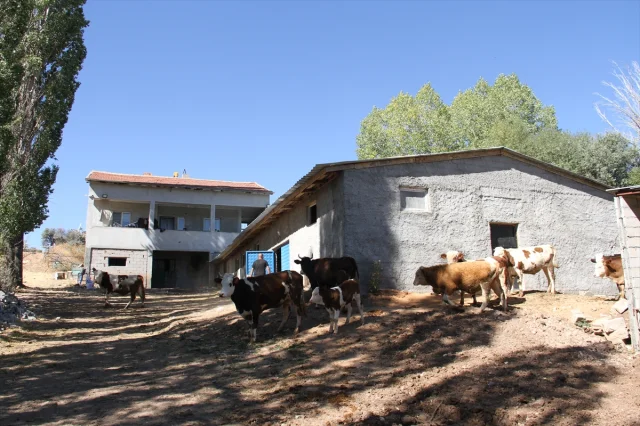 Eski Hükümlünün Süt Başarısı: Cezaevinden Çiftlik Sahipliğin...