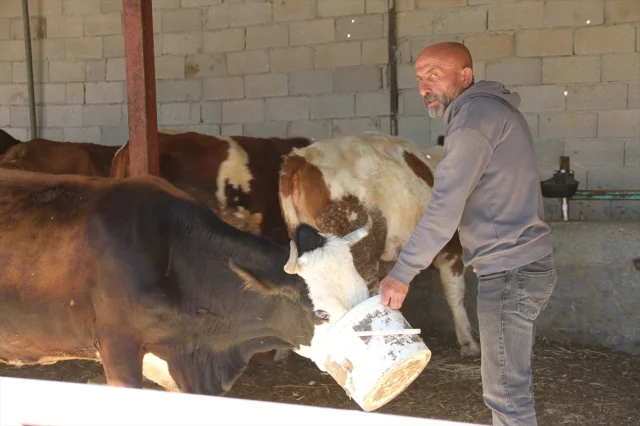 Eski Hükümlünün Süt Başarısı: Cezaevinden Çiftlik Sahipliğine Uzanan Yolculuk
