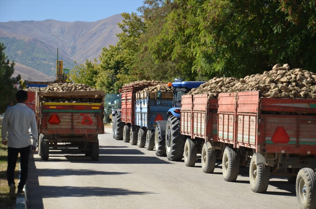 Muş'ta Şeker Pancarı Hasadı Ekonomiye Can Veriyor