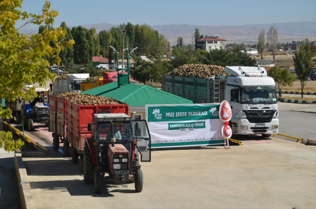 Muş'ta Şeker Pancarı Hasadı Ekonomiye Can Veriyor