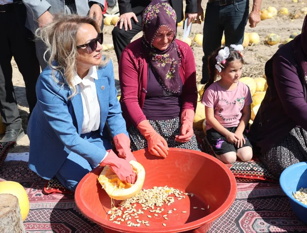 Nevşehir'de Çerezlik Kabak Çekirdeği Hasadı Şenlik Havasında Başladı