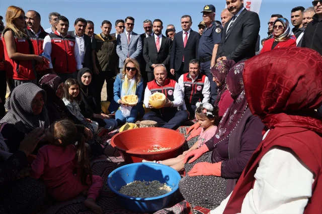 Nevşehir'de Çerezlik Kabak Çekirdeği Hasadı Şenlik Havasında Başladı