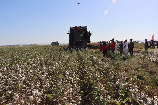 Hatay'da Pamuk Hasadında Beklenmedik Gelişmeler