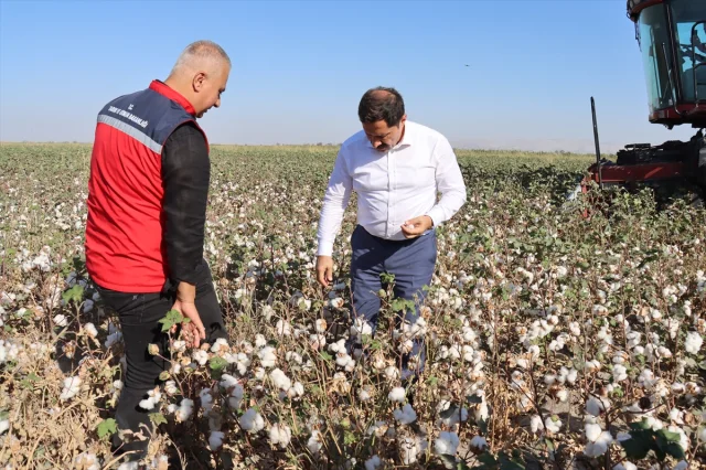 Hatay'da Pamuk Hasadında Beklenmedik Gelişmeler