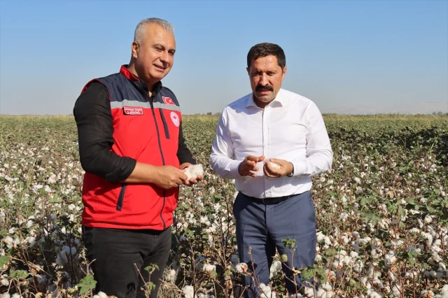 Hatay'da Pamuk Hasadında Beklenmedik Gelişmeler