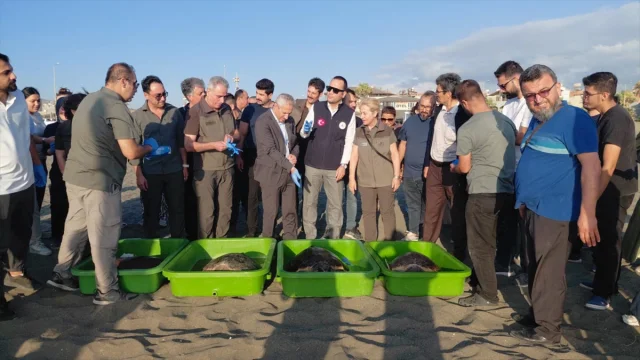 Hatay'ın Caretta Carettaları Yeniden Denizin Kollarında