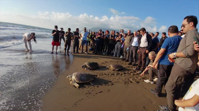 Hatay'ın Caretta Carettaları Yeniden Denizin Kollarında