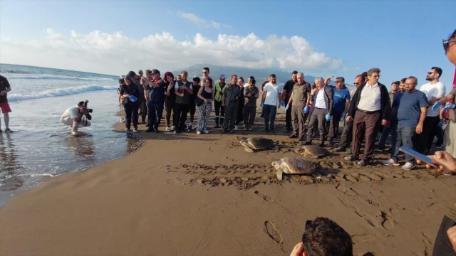 Hatay'ın Caretta Carettaları Yeniden Denizin Kollarında