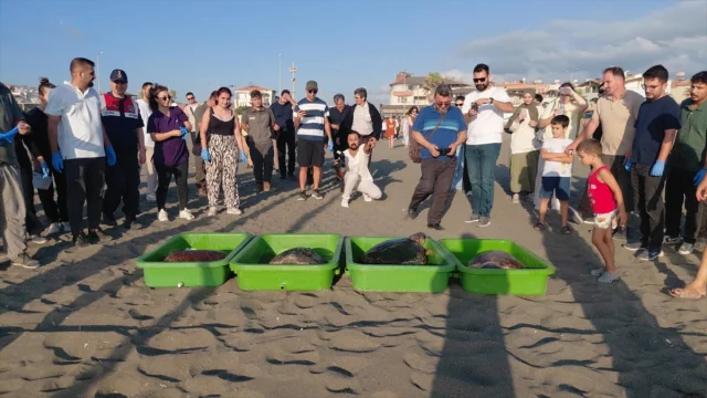 Hatay'ın Caretta Carettaları Yeniden Denizin Kollarında
