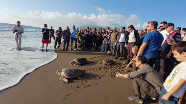 Hatay'ın Caretta Carettaları Yeniden Denizin Kollarında