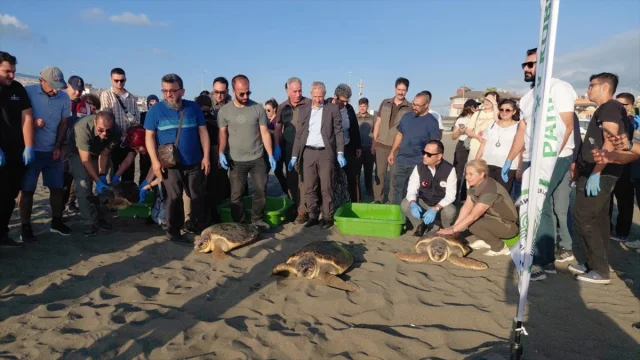 Hatay'ın Caretta Carettaları Yeniden Denizin Kollarında