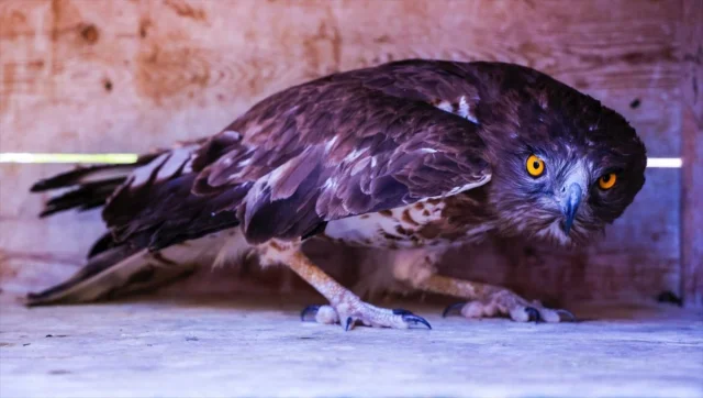 Antalya'da Kurtarılan Yılan Kartalı Yeniden Doğaya Kavuşuyor