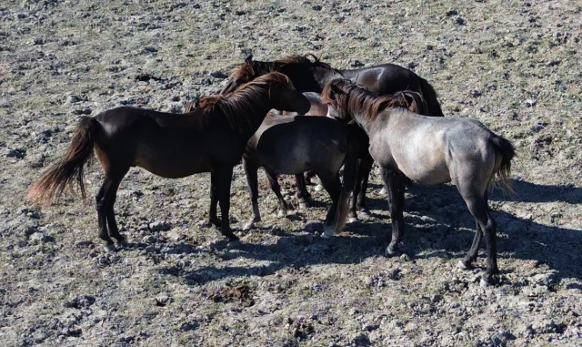 Kızılırmak Deltası'nın Gizemli Konukları: Yılkı Atlarının Bü...