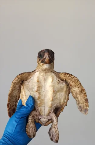 Şahin Gagalı Kaplumbağalar Hatay Sahillerinde Dram Yaşadı