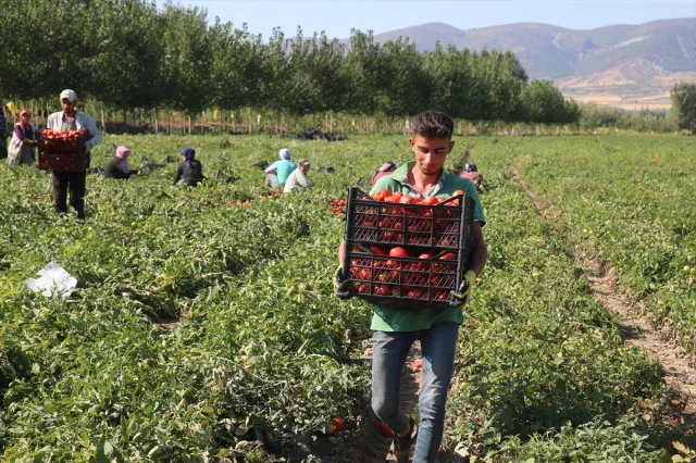 Tokat Tarlalarında Domates Hasadı Tam Gaz Devam Ediyor