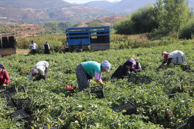 Tokat Tarlalarında Domates Hasadı Tam Gaz Devam Ediyor