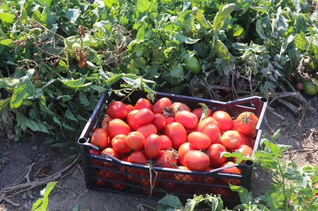 Tokat Tarlalarında Domates Hasadı Tam Gaz Devam Ediyor