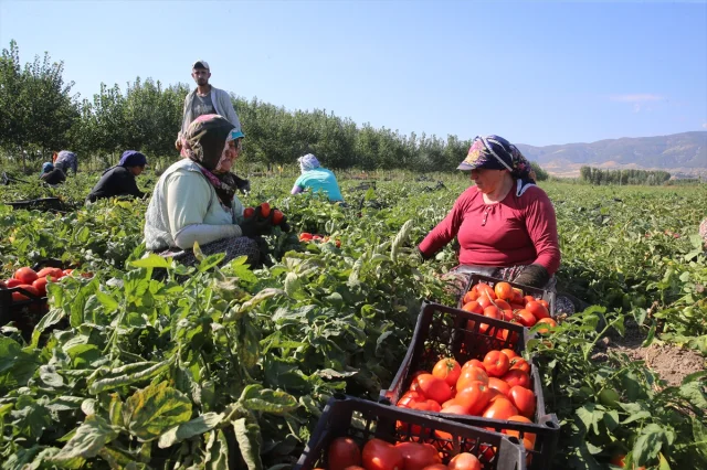 Tokat Tarlalarında Domates Hasadı Tam Gaz Devam Ediyor
