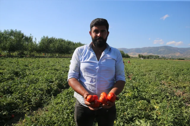 Tokat Tarlalarında Domates Hasadı Tam Gaz Devam Ediyor