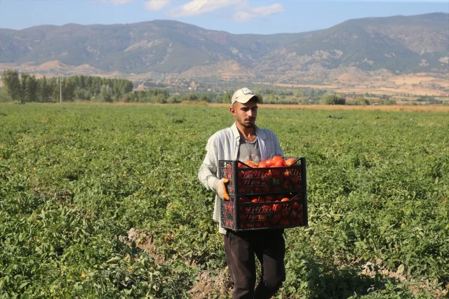 Tokat Tarlalarında Domates Hasadı Tam Gaz Devam Ediyor