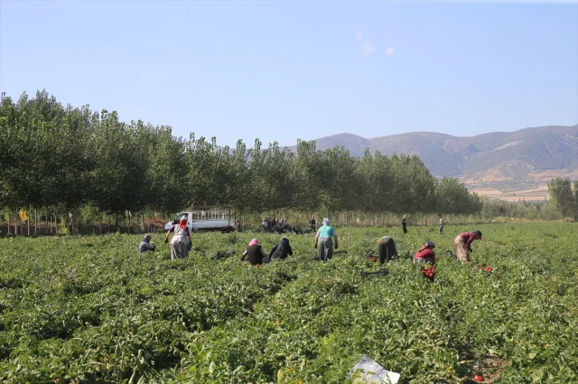 Tokat Tarlalarında Domates Hasadı Tam Gaz Devam Ediyor