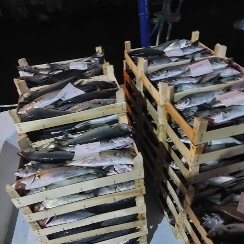 İğneada'da Lüfer Bereketi: Balıkçıların Yüzü Gülüyor