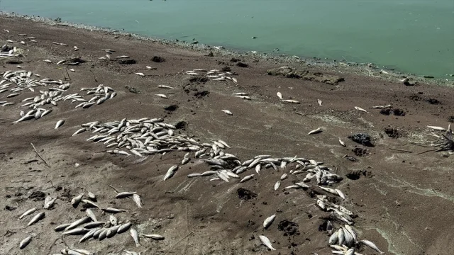 Kahramanmaraş'taki Balık Ölümleri İçin Arka Plan Ne?