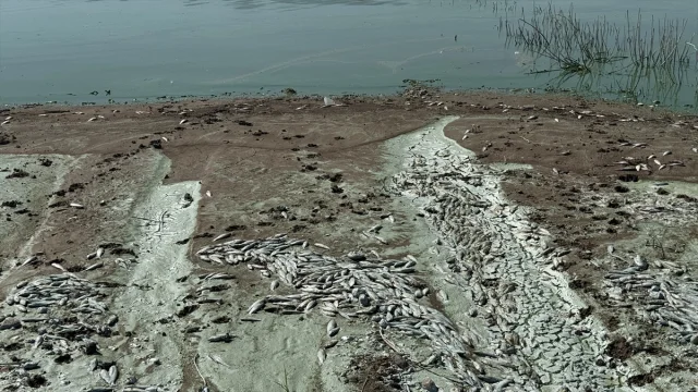 Kahramanmaraş'taki Balık Ölümleri İçin Arka Plan Ne?
