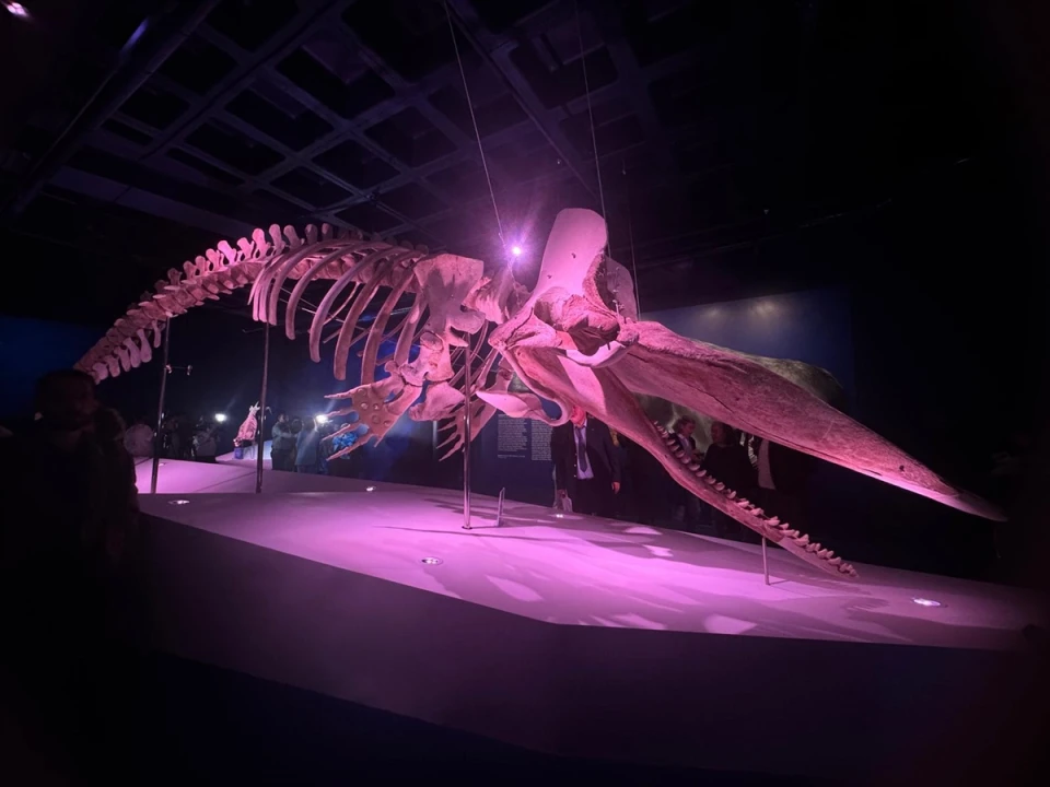 Okyanusun Devleri İstanbul'da Merakla Beklenen Bir Sergi Açıldı