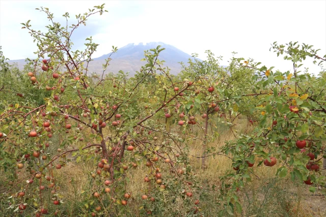 Ağrı Dağı Eteklerinde Elma Hasadı Ziyaretçilerini Bekliyor