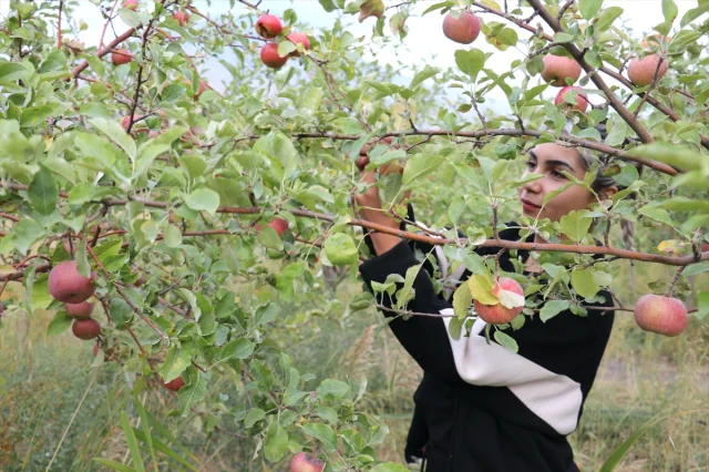 Ağrı Dağı Eteklerinde Elma Hasadı Ziyaretçilerini Bekliyor