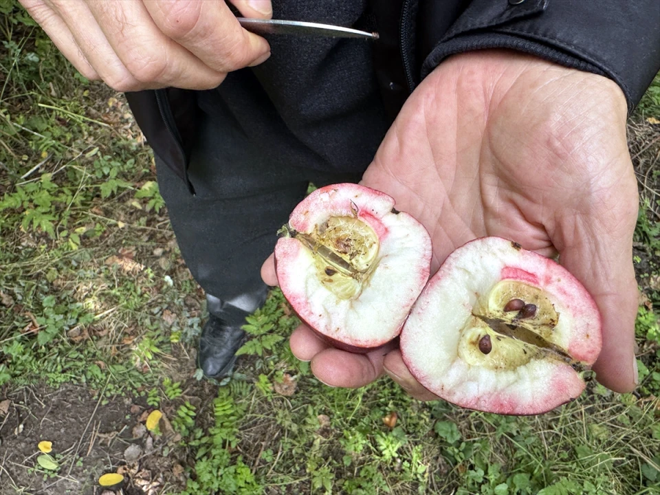 Atılan Adımlarla Ardahan'da Özel Elma Üretimi Artıyor