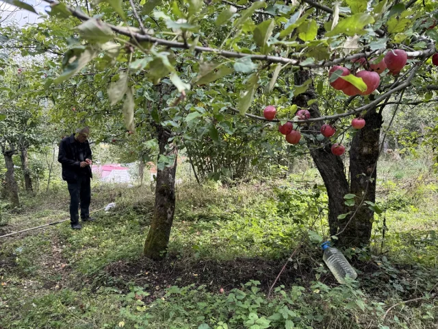 Atılan Adımlarla Ardahan'da Özel Elma Üretimi Artıyor