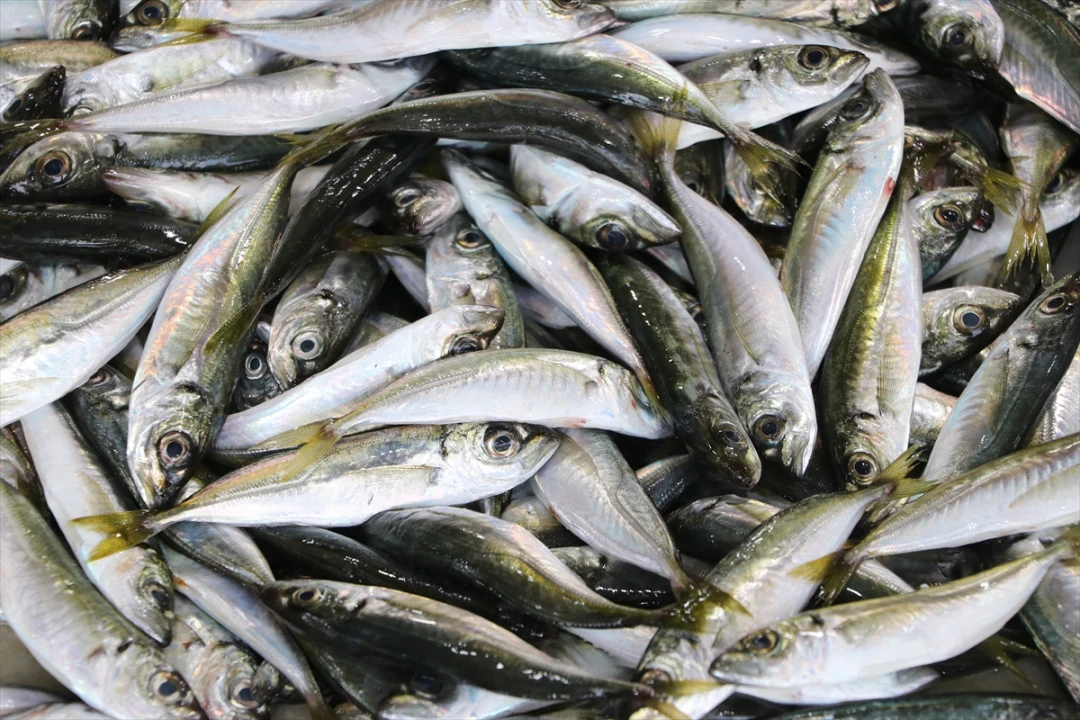 Tekirdağ Balıkçıları Büyük İstavrit Avı ile Gündemde