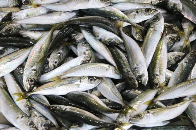 Tekirdağ Balıkçıları Büyük İstavrit Avı ile Gündemde