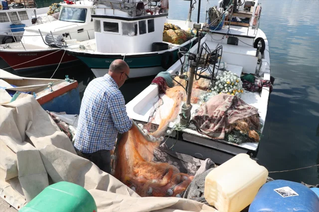 Tekirdağ Balıkçıları Büyük İstavrit Avı ile Gündemde