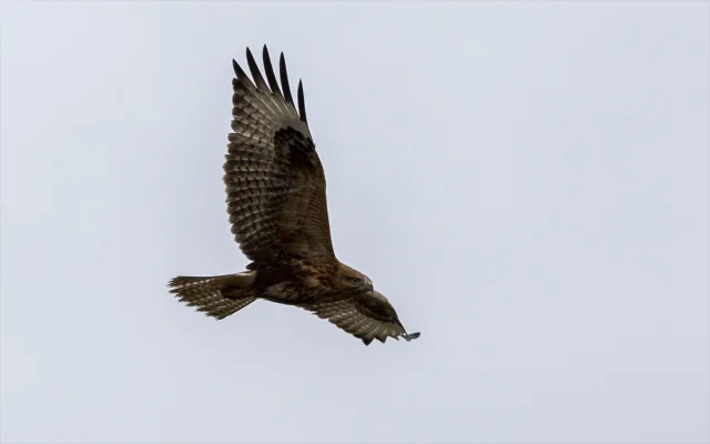 Şahinlerin Rüzgarla Dansı Bolu'da Görüntülendi