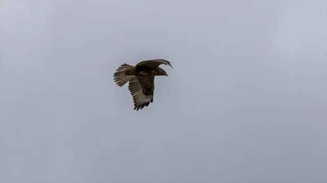 Şahinlerin Rüzgarla Dansı Bolu'da Görüntülendi