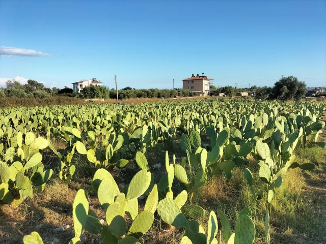 Antalya'nın Gizli Hazinesi Dikenli İncir Üretiminde Büyük Pa...