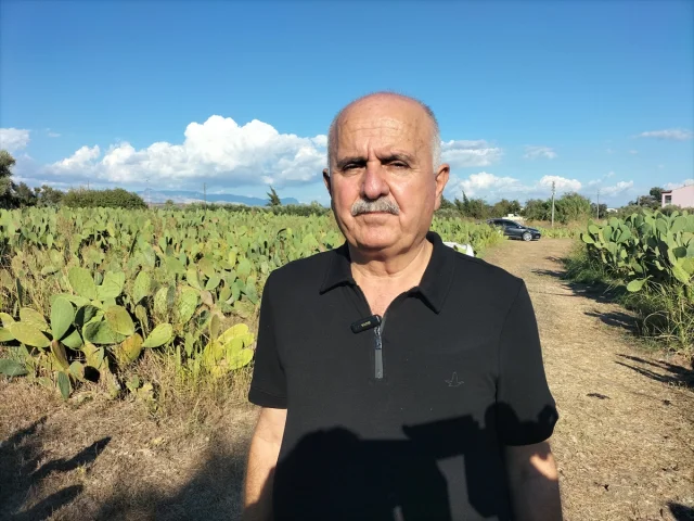 Antalya'nın Gizli Hazinesi Dikenli İncir Üretiminde Büyük Patlama