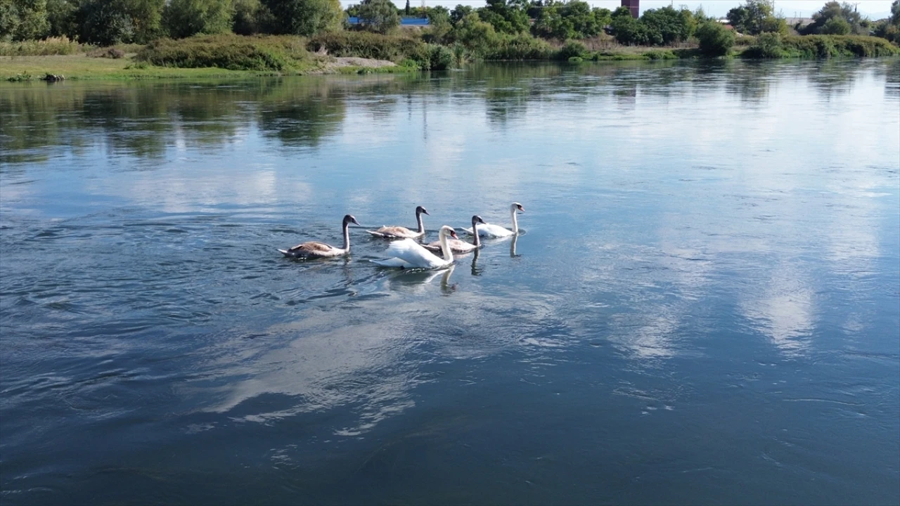 Sonbahar Gelişiyle Kızılırmak Deltası'nda Kuğu Ziyafeti