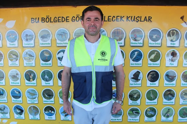 Sonbahar Gelişiyle Kızılırmak Deltası'nda Kuğu Ziyafeti