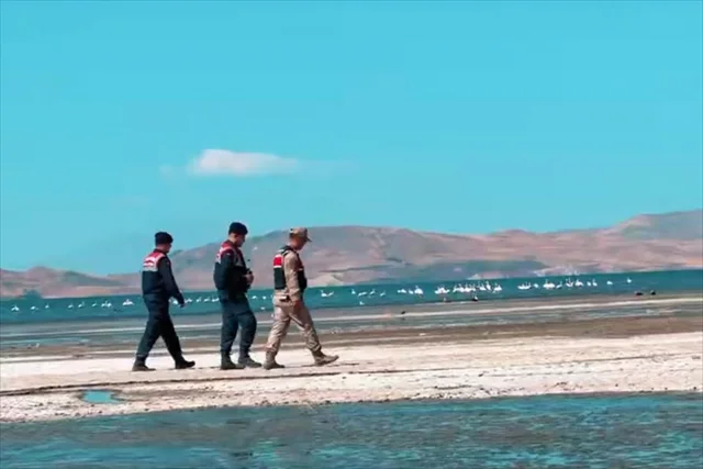 Erçek Gölü'nde Jandarmadan Flamingo Koruma Operasyonu